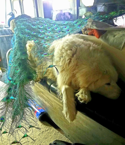 dog peacock rad drin pile up on bus